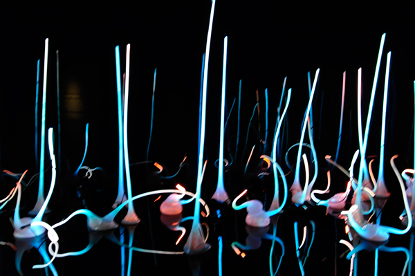 The Glass Forest